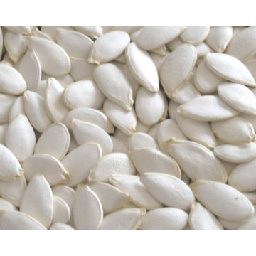 High Quality Dried Snow White Pumpkin Seeds for Sale in Competitive Price